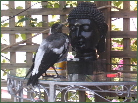 Aussie magpie meditating with Buddha
