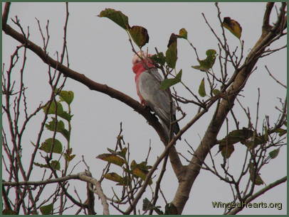 galah on branch