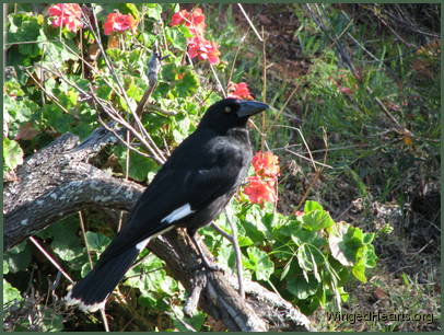 while Kari currawong watches with interest
