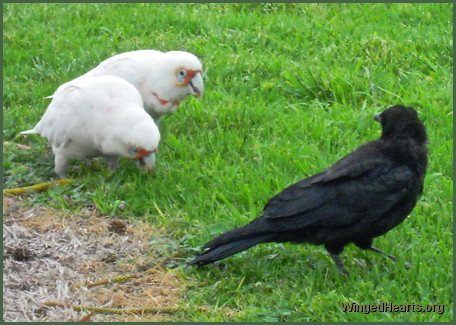 crow and corella