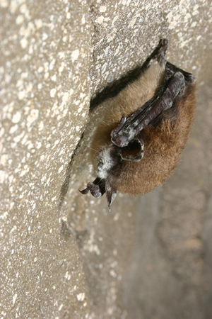 bat with whitenosed disease