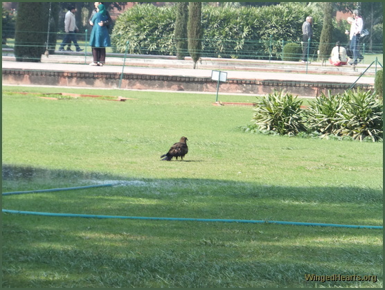 eagles at the Taj Mahal
