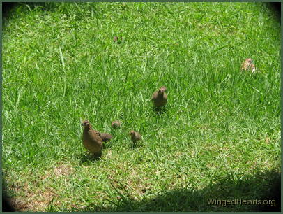 a family of quails