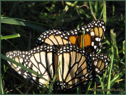 Butterflies delight