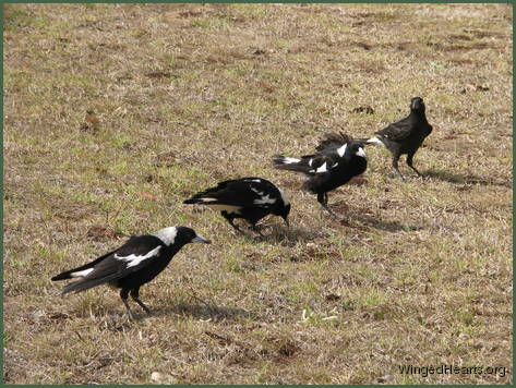 Vicky  Bertie and Mindy are joined by Curly currawong